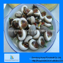 Fresh frozen new moon snail live snails